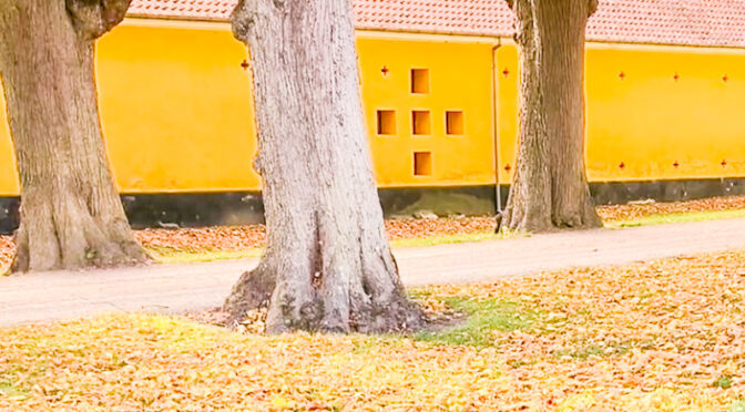 Zen klædt i gult og lidt efterår